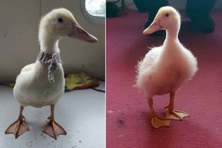 英国9个月小鸭子成网红 facebook账号已圈粉