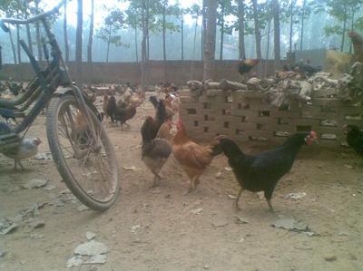 鸡苗图片|鸡苗样板图|周口商水柴鸡苗通许恒大禽业-恒大家禽孵化厂