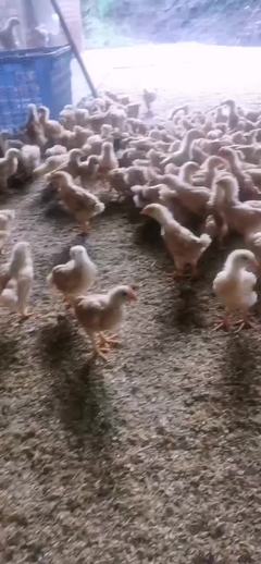 湖南衡阳衡南县宏大家禽孵化场鸡苗