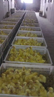 六安养鹅基地鹅苗孵化场大品种鹅苗价格有皖西白鹅苗