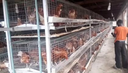 尼日利亚农业市场中家禽孵化行业的发展现状与前景