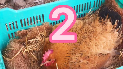 母鸡孵化小鸡全过程 家禽孵化中的母爱颂歌