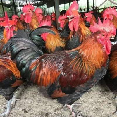 孵化场常年批发云南土鸡苗——优质家禽孵化服务