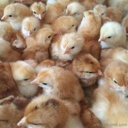 广州鸭苗与鸡苗品种及家禽孵化解析