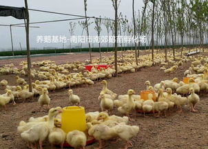 家禽孵化 现代农业的关键技术与实践