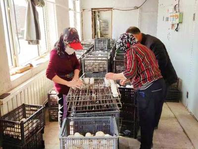 依安县:白鹅唱响致富歌 家禽孵化引领乡村振兴