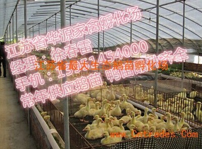 2015年6月阜阳白罗曼鹅苗市场概况及华源鹅苗养殖基地介绍