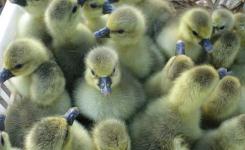 菏泽家禽孵化产业 传统与现代的完美融合