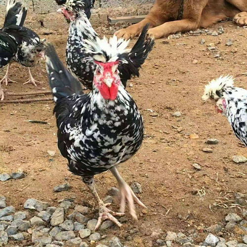 贵妃鸡苗市场概况与孵化厂家分析