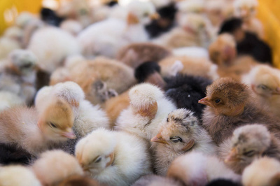 家禽孵化 农场小鸡的科学培育指南