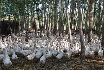 长明家禽孵化 技术与实践的完美结合