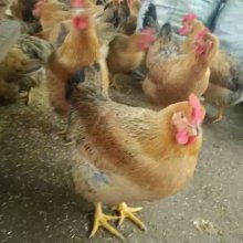 家禽孵化 从蛋到生命的奇妙旅程