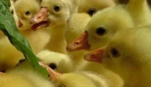 雏鹅相互啄毛原因及预防措施