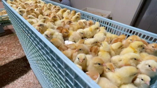 从大桃到蛋鸡 平谷打造北京“农业中关村”，孵化中国种业高科技家禽产业