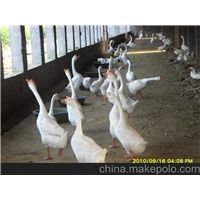 专业家禽孵化新标杆 石家庄顺鑫孵化厂优质鹅苗孵化全解析