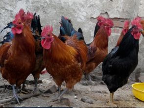 山东红羽笨鸡苗热销中 优质孵化场的品质承诺与优惠让利