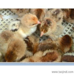 山东红羽公鸡苗孵化场 优质鸡苗，优惠供应，助力家禽养殖