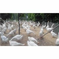 石家庄顺鑫孵化厂 专业孵化，品质鹅苗与家禽孵化服务