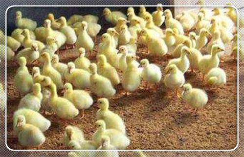 株洲市鹅雏批发首选 万家兴肉鹅孵化厂，专业家禽孵化服务，助力养殖业发展