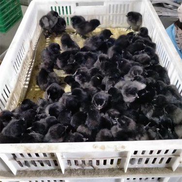 抚州鸡苗批发市场