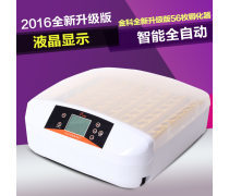 现代家禽孵化 科技赋能下的高效生产与可持续发展