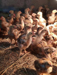 长沙家禽养殖 从孵化育雏到脱温苗的全程管理