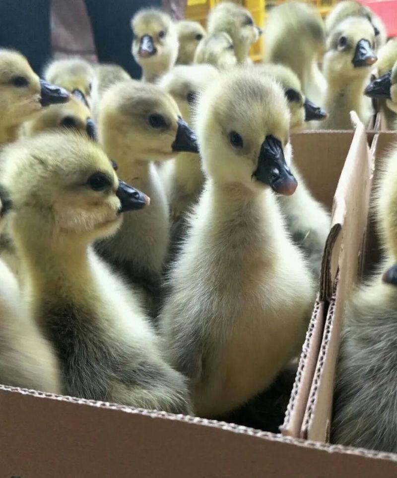 专业家禽孵化，优质马岗鹅苗供应——龙发家禽孵化场