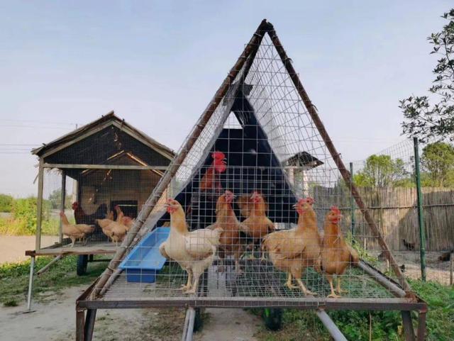 匠心孵化 探秘鸡舍里21天的小生命诞生之旅