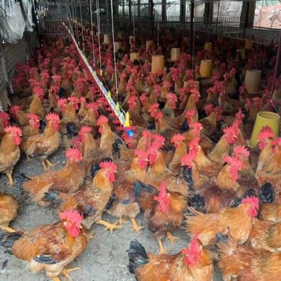 专业肉鸡苗供应 麻黄鸡、K9大型肉鸡苗批发与孵化基地详解